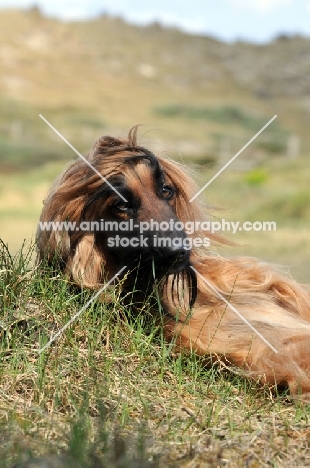 Afghan Hound lying on grass