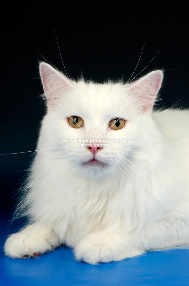 white pretty norwegian forest cat