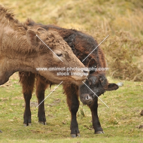 cow with calf