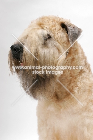 Australian champion Soft Coated Wheaten Terrier