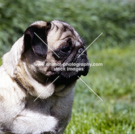 portrait of pug in profile