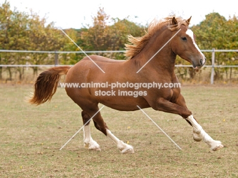 Welsh Cob (section d) running