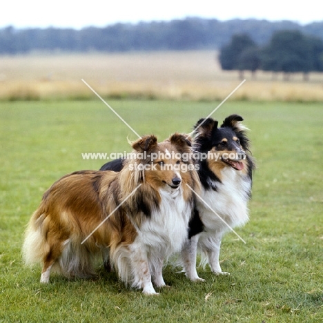 ch gipsy star of glenmist with another glenmist sheltland sheepdog 