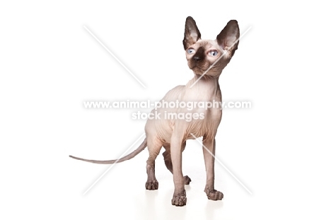 young Sphynx cat