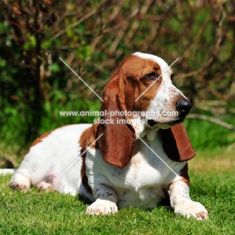 red and white coat Basset Hound