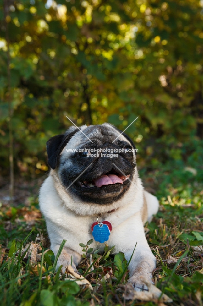 pug sitting down