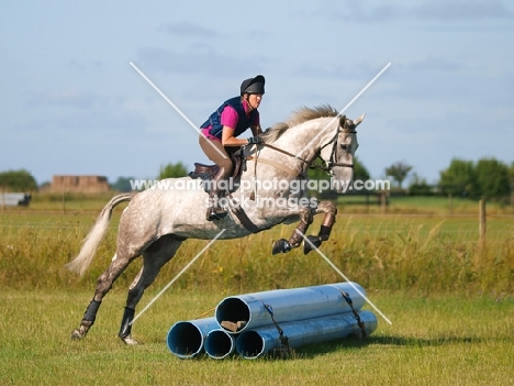 thoroughbred jumping over pipes