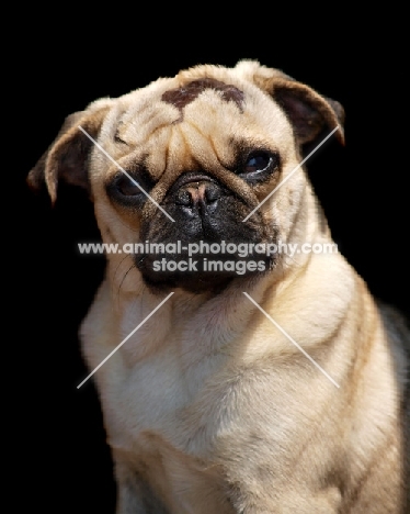 Pug on black background