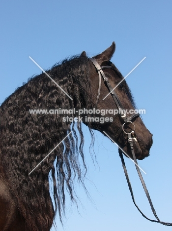 Friesian with bridle