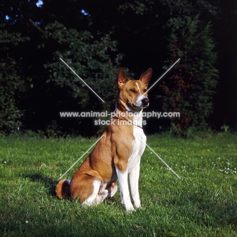 basenji sitting on grass