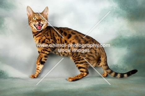 agitated brown spotted bengal