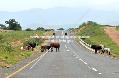 cattle on a road in South Africa