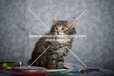 norwegian forest kitten