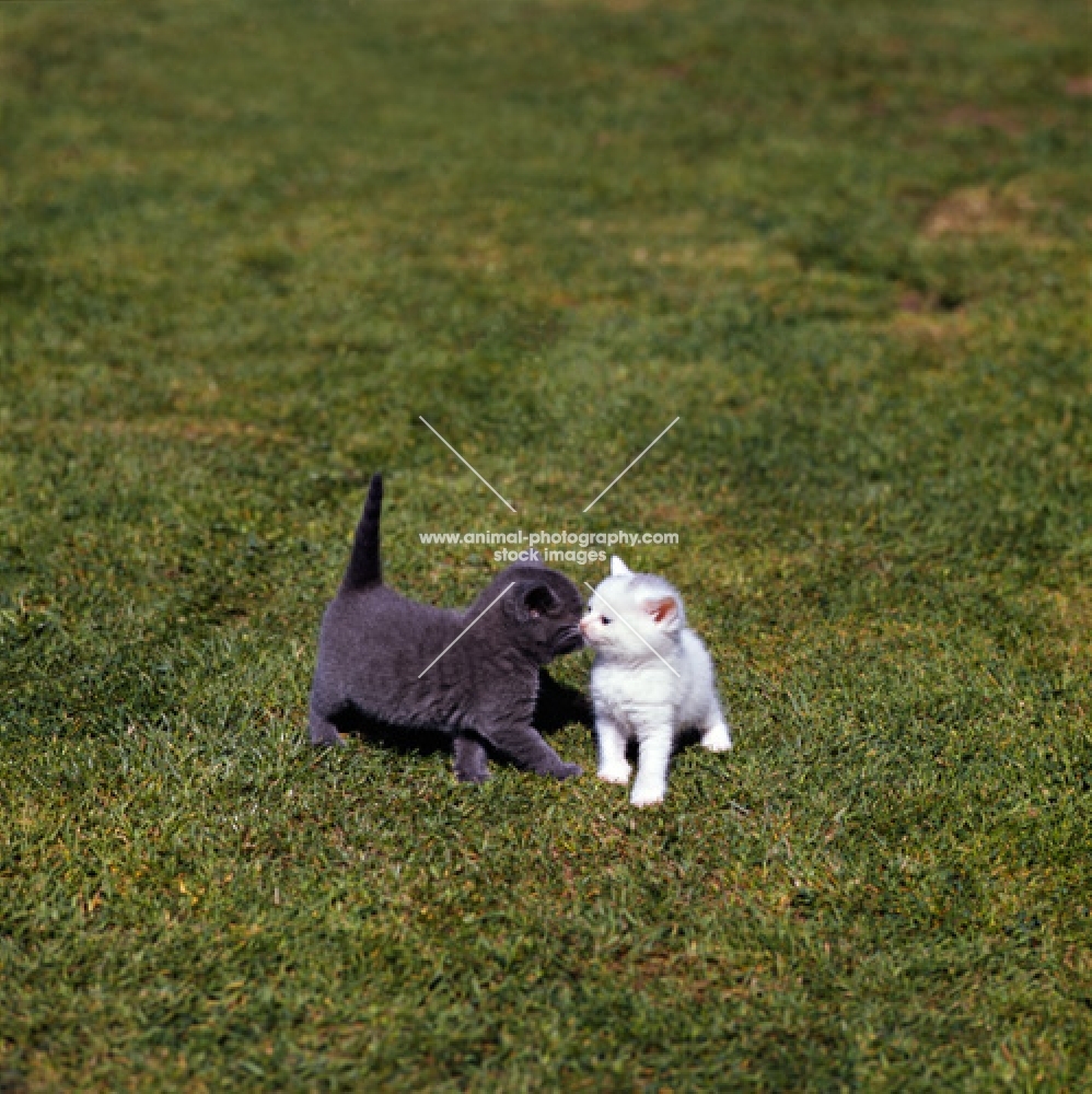 two kittens kissing each other. breed- blue-eyed white and blue kitten
