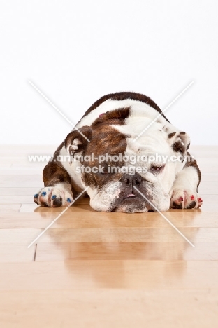 English Bulldog lying down on wooden floor