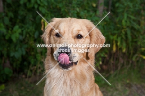 Golden Retriever licking his nose with greenery background.