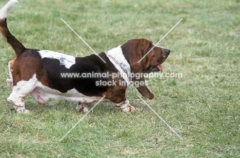 basset hound walking