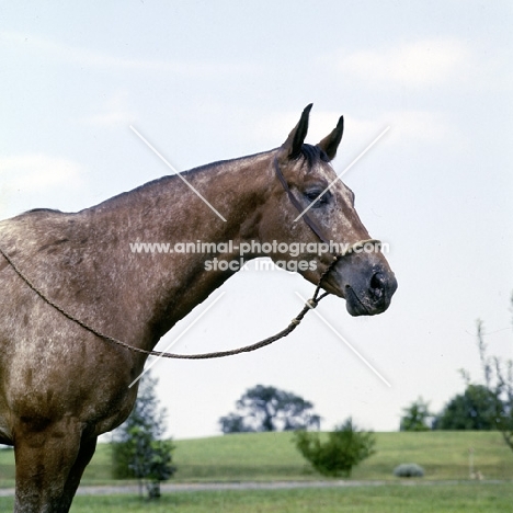 appaloosa, dominion witch doctor, wearing western halter