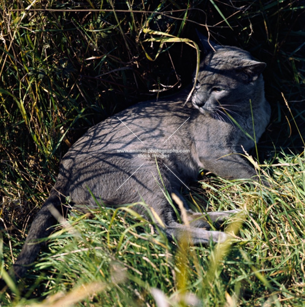 blue burmese cat, ch bahkta pilot, lying in long grass