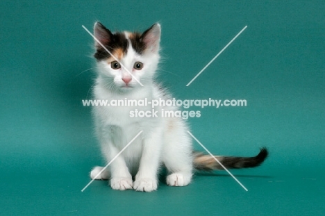 Torbie & White Turkish Van kitten, looking at camera