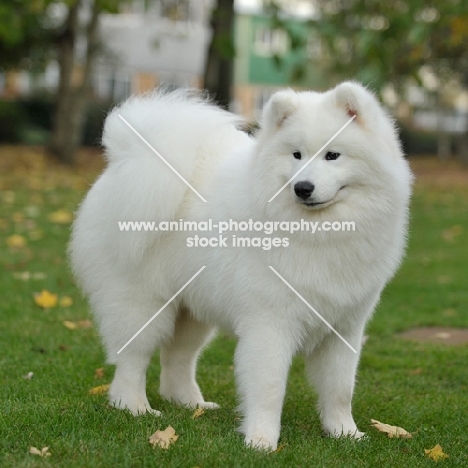 young Samoyed dog