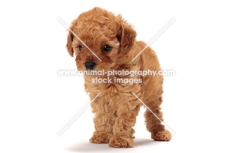 apricot toy Poodle puppy