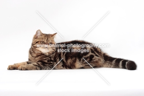 Exotic Shorthair lying down, brown classic tabby colour