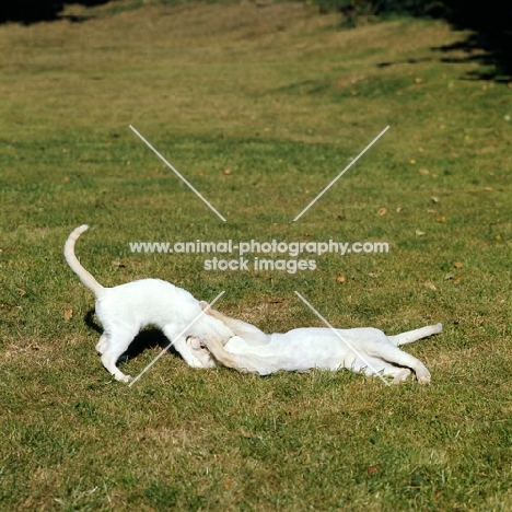 ch shere-khan-redfa du fond' roy, and ch sivah-redki du fond'roy, red point siamese cats