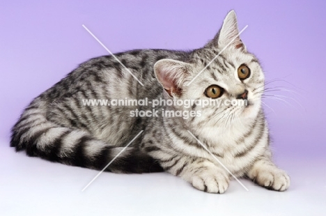 young spotted tabby british shorthair cat, looking away