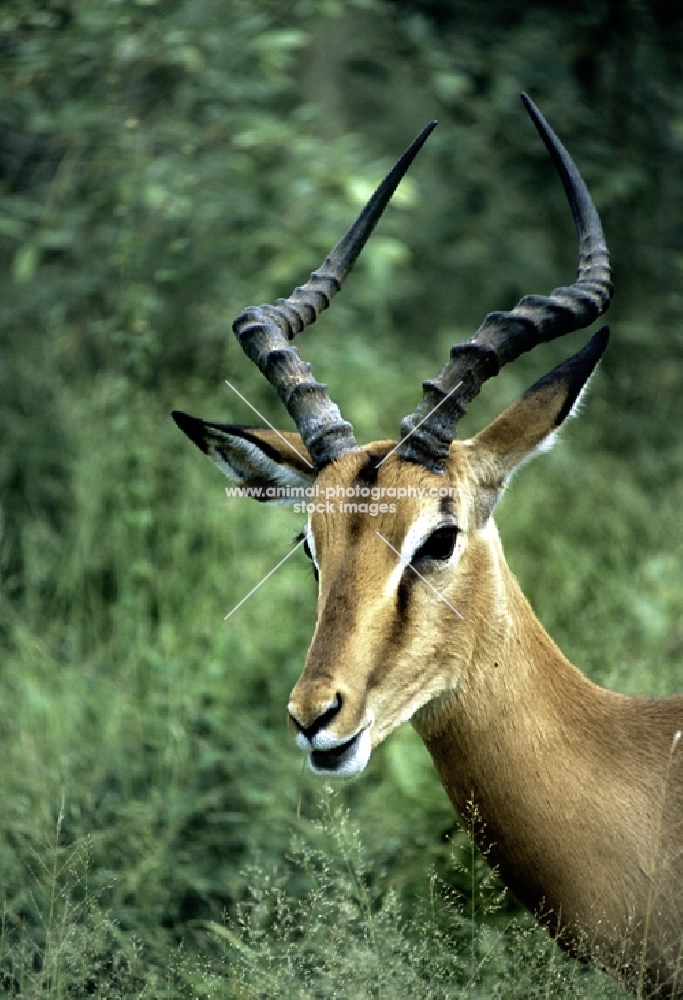 male impala in kruger national park, south africa