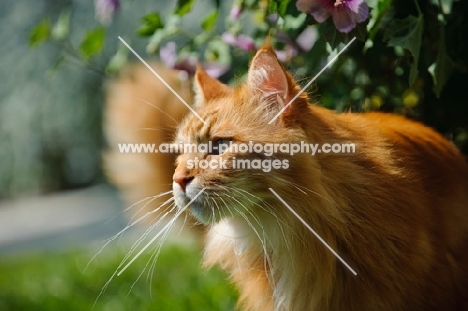 Maine Coon in garden. 