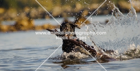 black Labrador Retriever retrieving branch from water