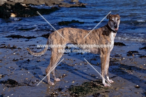 ex-racing greyhound standing on a beach, roscrea emma