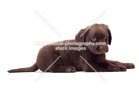 chocolate Labrador Retriever puppy, lying down on white background