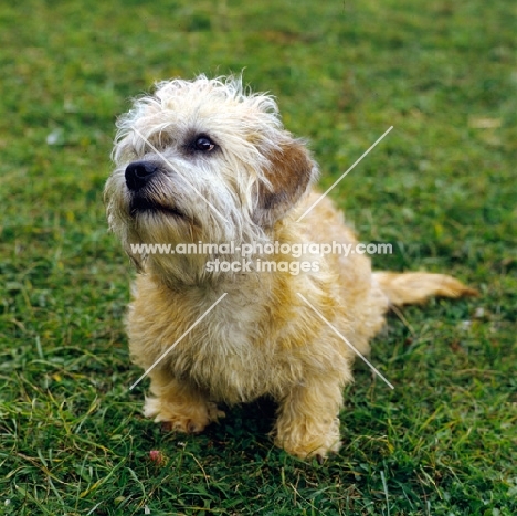 dandie dinmont sitting on grass