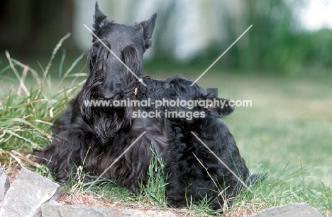 Scottish Terrier with puppy