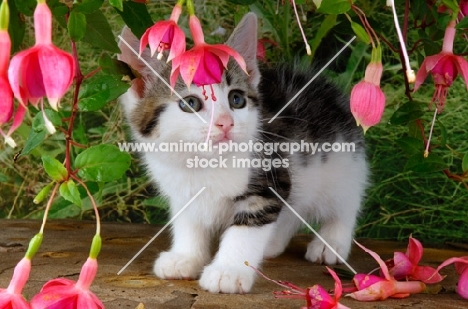 tabby and white kitten looking at flowers