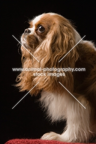 Cavalier King Charles Spaniel side view