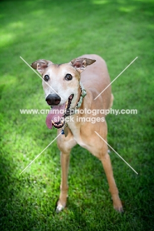 greyhound standing in grass