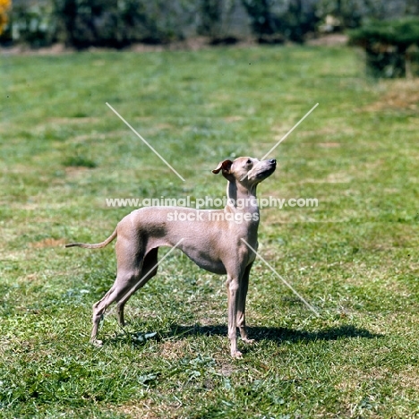 italian greyhound looking up