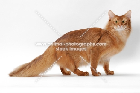 red Somali cat in studio