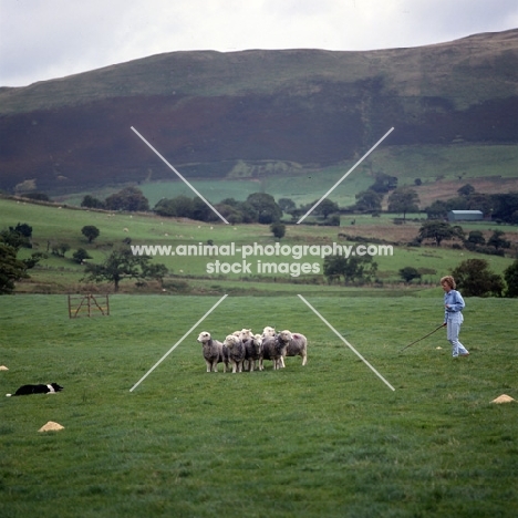 girl shepherd working border collie on 'one man and his dog' , lake district