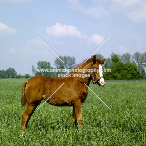 Polish Arab foal full body 