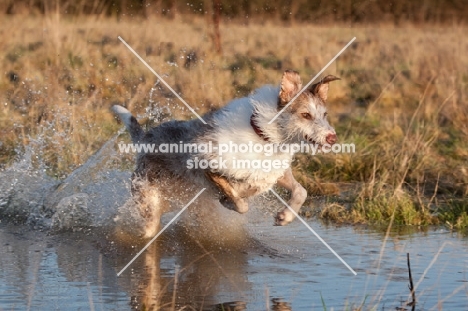 Lurcher running through water