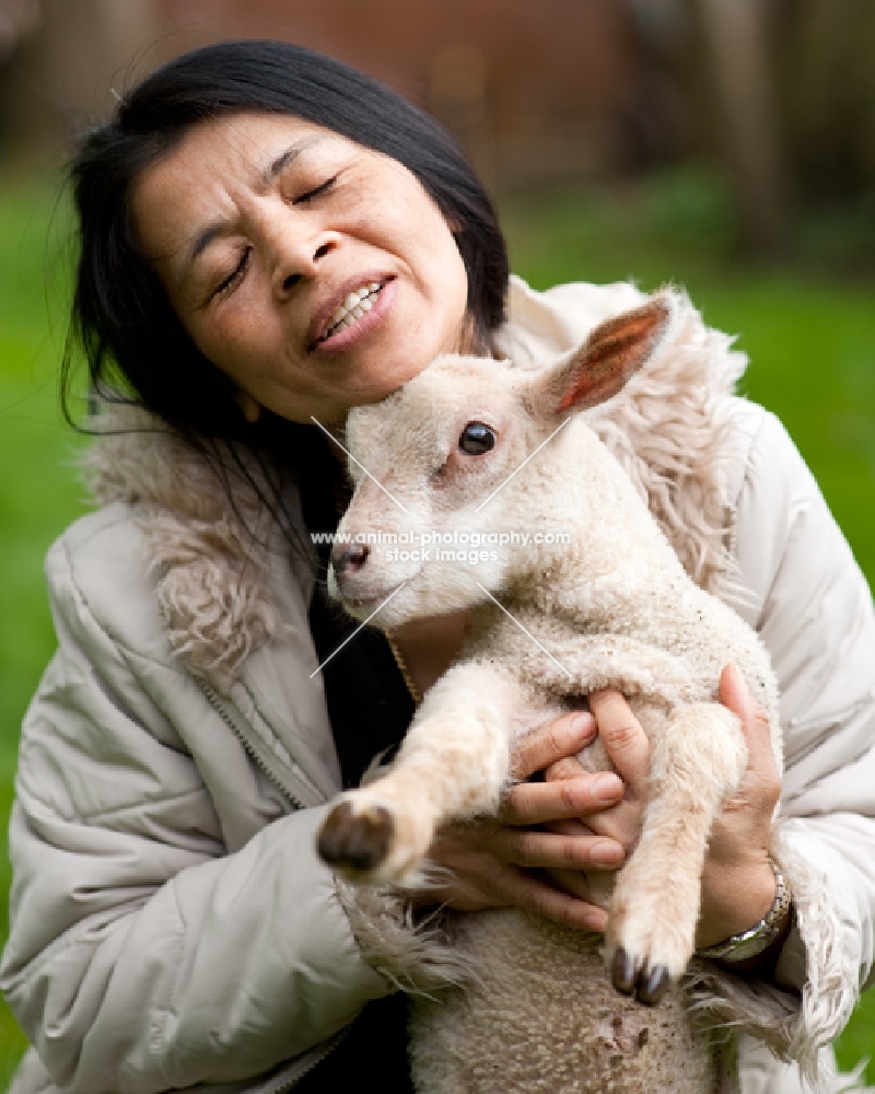 Lamb being held in owners arms.