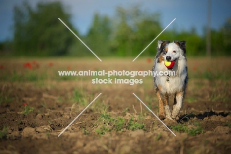 blue merle australian shepherd running with a colorful ball in her mouth