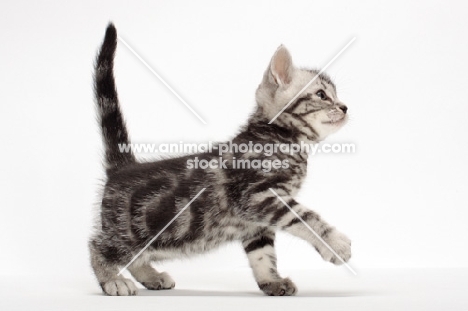 American Shorthair kitten walking in studio