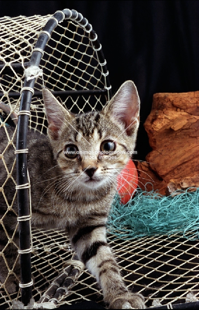 kitten walking out of a travel basket