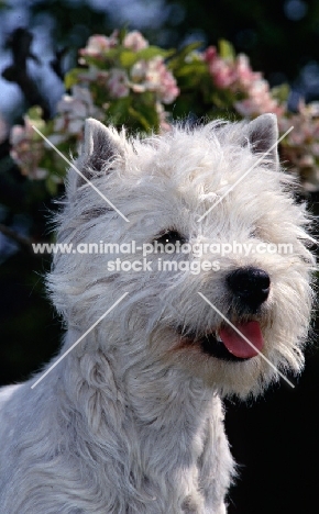 west highland terrier with blossom background, head study