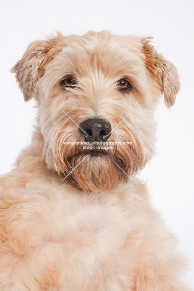 Soft Coated Wheaten Terrier portrait